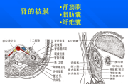 腹膜后,腹膜后淋巴结肿大是什么意思