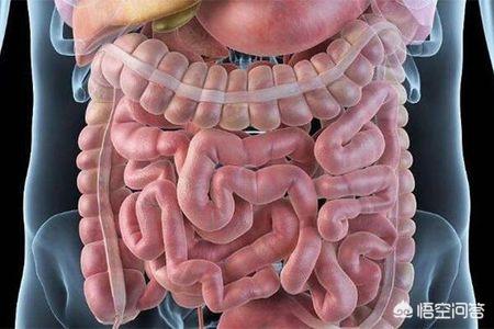人类的肠道也具有思考能力吗<strong>肠道</strong>？你怎么看？