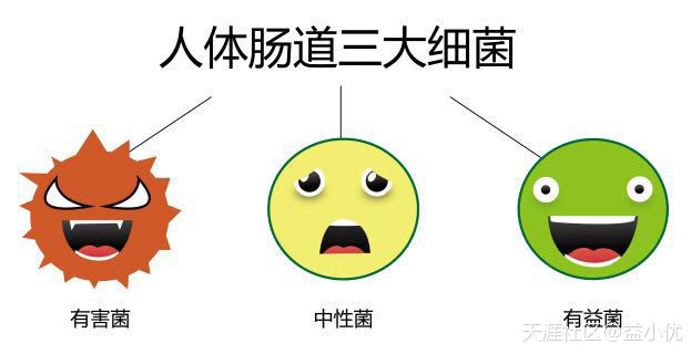 想要肠道健康<strong>肠道</strong>，肠道菌群平衡是关键