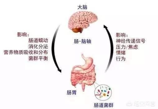 肠道为什么戏称是人体第二大脑<strong>肠道</strong>？