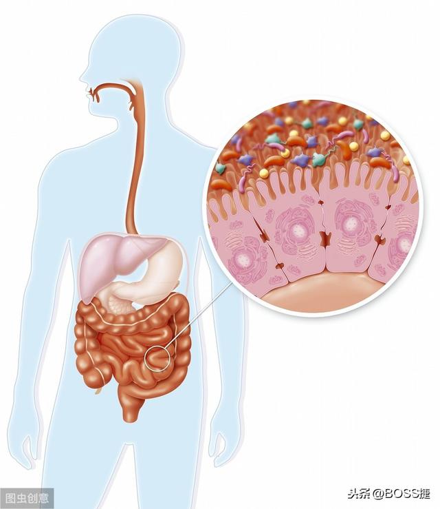 肠道——人体免疫细胞与细菌“不打不相识”的“黄埔军校”