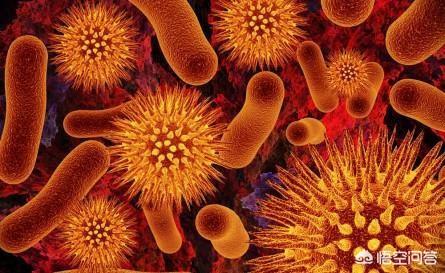 肠道里有那么多细菌，包括大肠杆菌，为什么没有引起疾病？