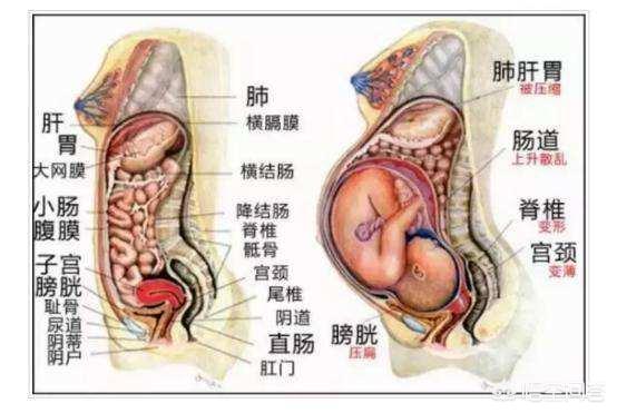 怀孕之后妈妈的内脏被挤到哪里去了<strong>肠道</strong>，会不会变小啊？