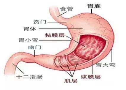 胃癌胃溃疡好发在哪个部位<strong>胃溃疡</strong>？