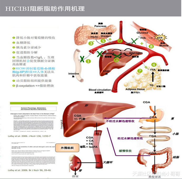 减肥高热量食物有哪些？朋友说肥胖是肠道菌群在搞怪<strong>肠道</strong>！真的小白了！(转载)