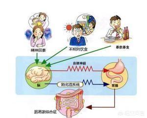 肠道功能紊乱的原因是什么<strong>肠道</strong>？如何调理？