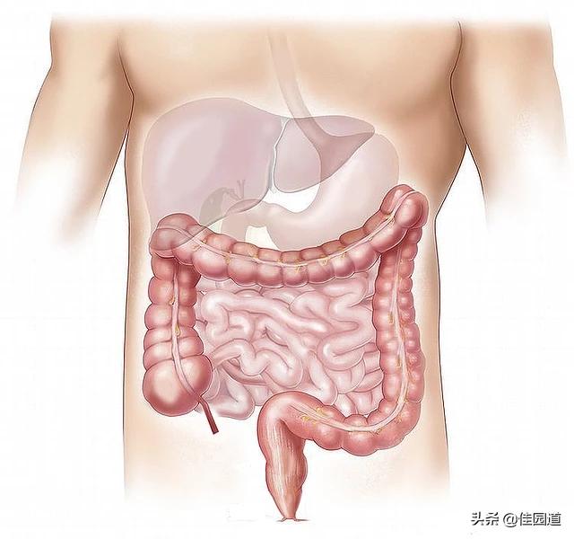 肠胃隐痛<strong>肠道</strong>，什么原因？