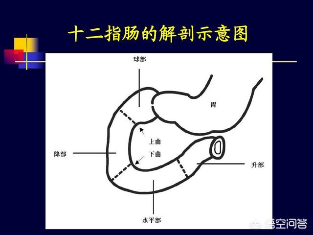 十二指肠处痛<strong>十二指肠</strong>，饭后能减轻是什么原因？