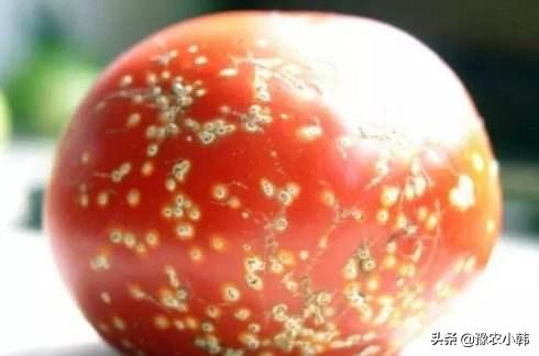 不仅人会得溃疡病<strong>胃溃疡</strong>，原来番茄也会得溃疡病，该如何科学防治呢？