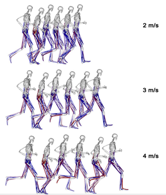 跑步减肥腿会变粗吗?