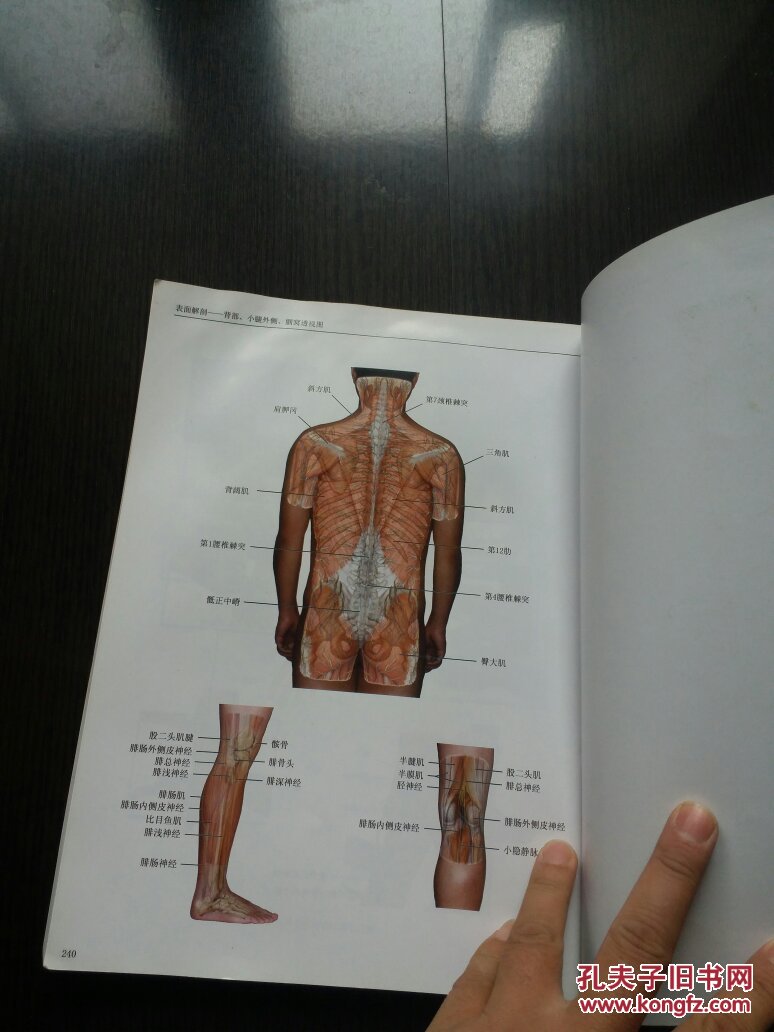 人体解剖图谱,3d人体解剖图谱