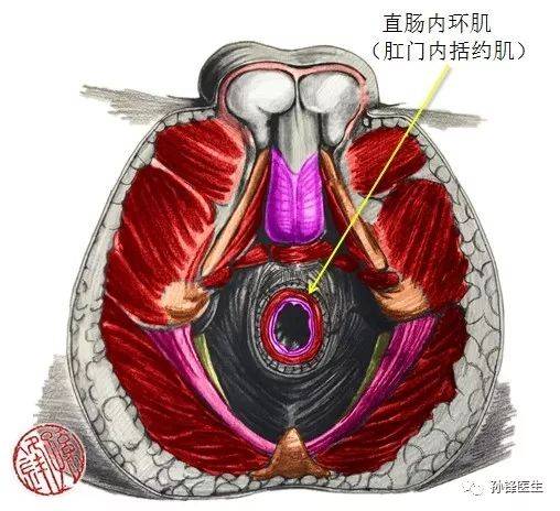肛门结构图解大全,肛门结构