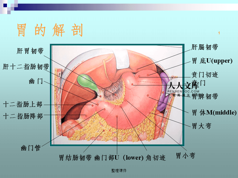 胃的位置图片胃的位置图
