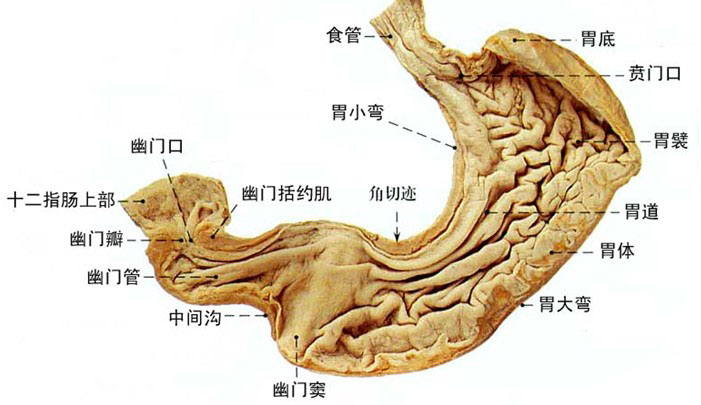 胃的位置图片胃的位置图