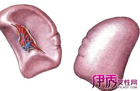 比较淋巴结和脾脏的功能脾脏的功能