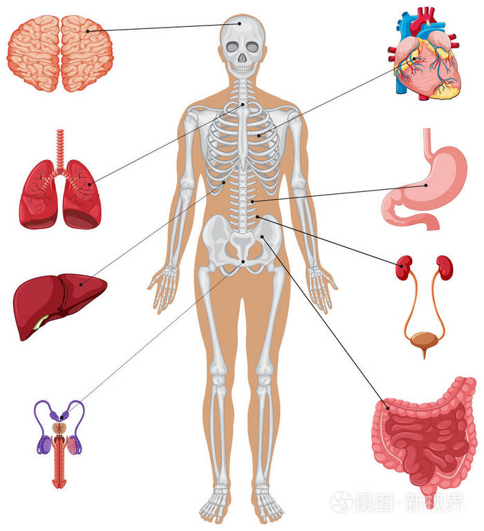 人体器官图,人体器官图左侧肋骨下方