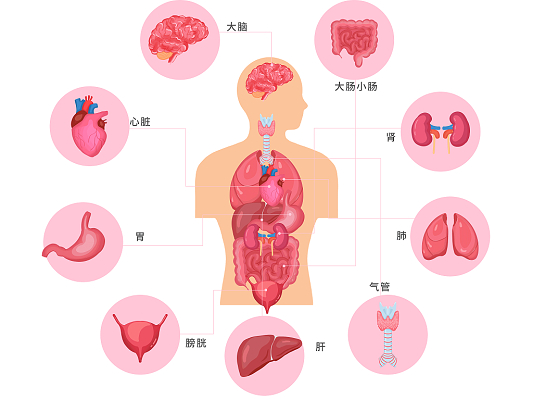 器官图内脏位置图器官图