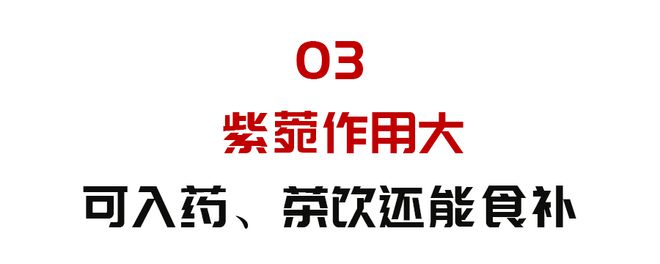 倪海厦用的紫参倪海厦用的紫参产地