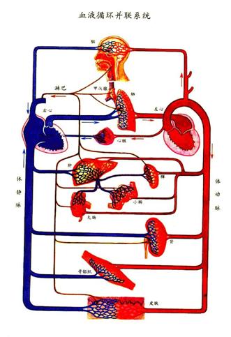 循环系统血液循环图,循环系统