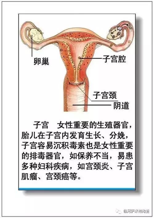 人体器官分布,人体器官详细分布