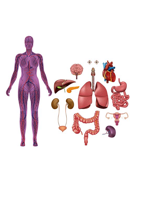 人体器官分布,人体器官详细分布