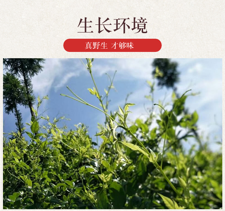 冬霜的功效与作用,冬霜茅茶