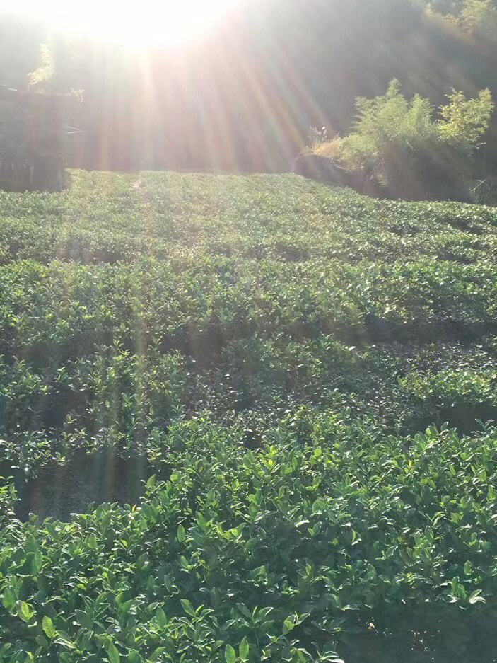 秋茶的采摘时间秋茶