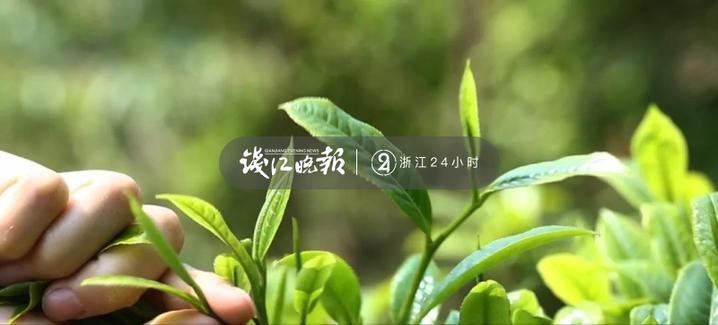 建德苞茶白化系列建德苞茶