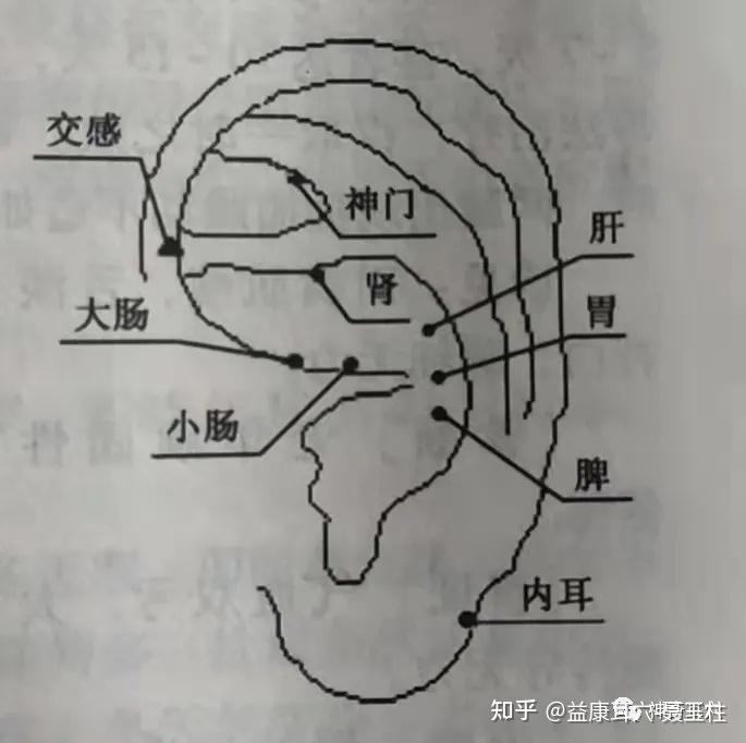 五更泻,五更泻中药方剂