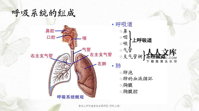 上呼吸道,上呼吸道过敏反应