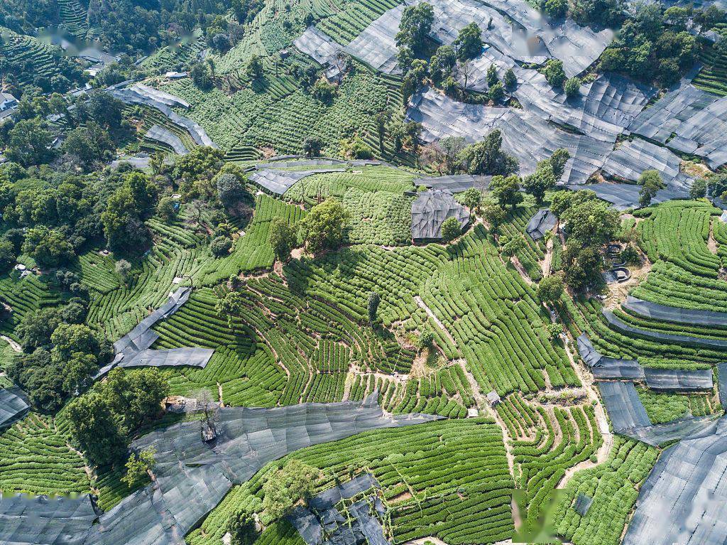 龙井茶产地龙井茶产地哪里最好