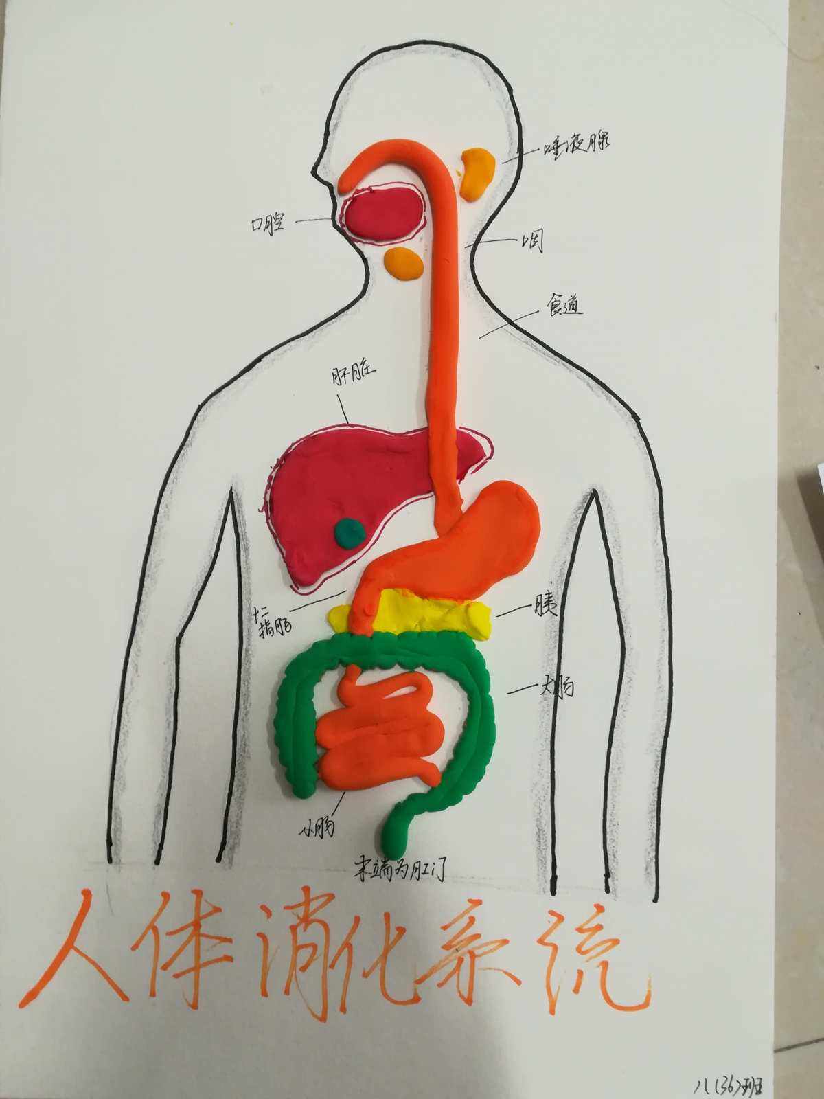 消化系统结构图,消化系统