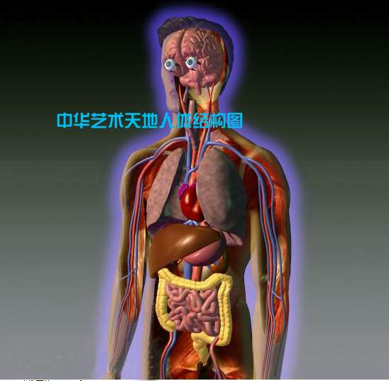 人体内脏图片,人体疼痛对照图