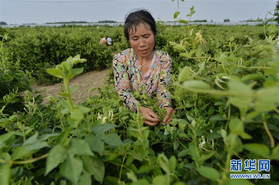 金银花种植技术与栽培管理金金银花种植技术与栽培管理