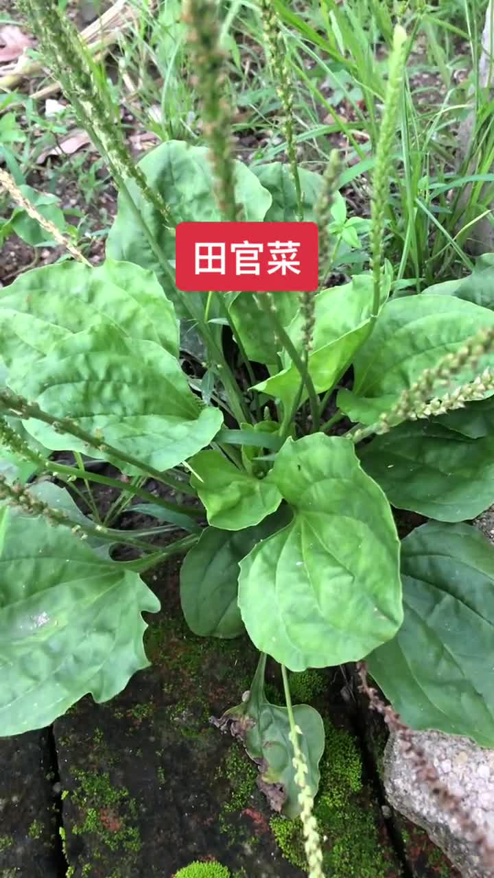 平车前草食用方法平车前