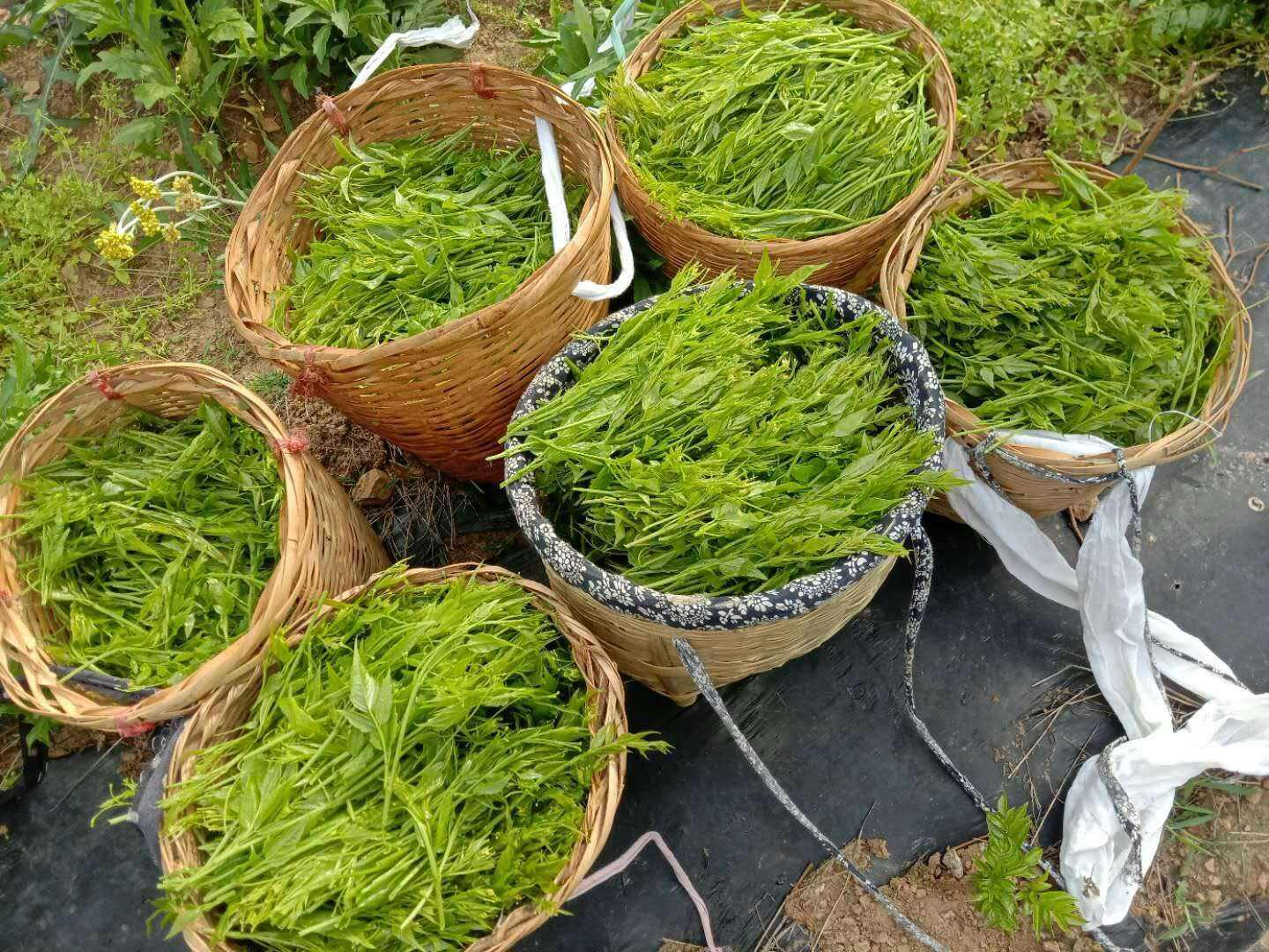 哪里的莓茶比较好,正宗莓茶产地