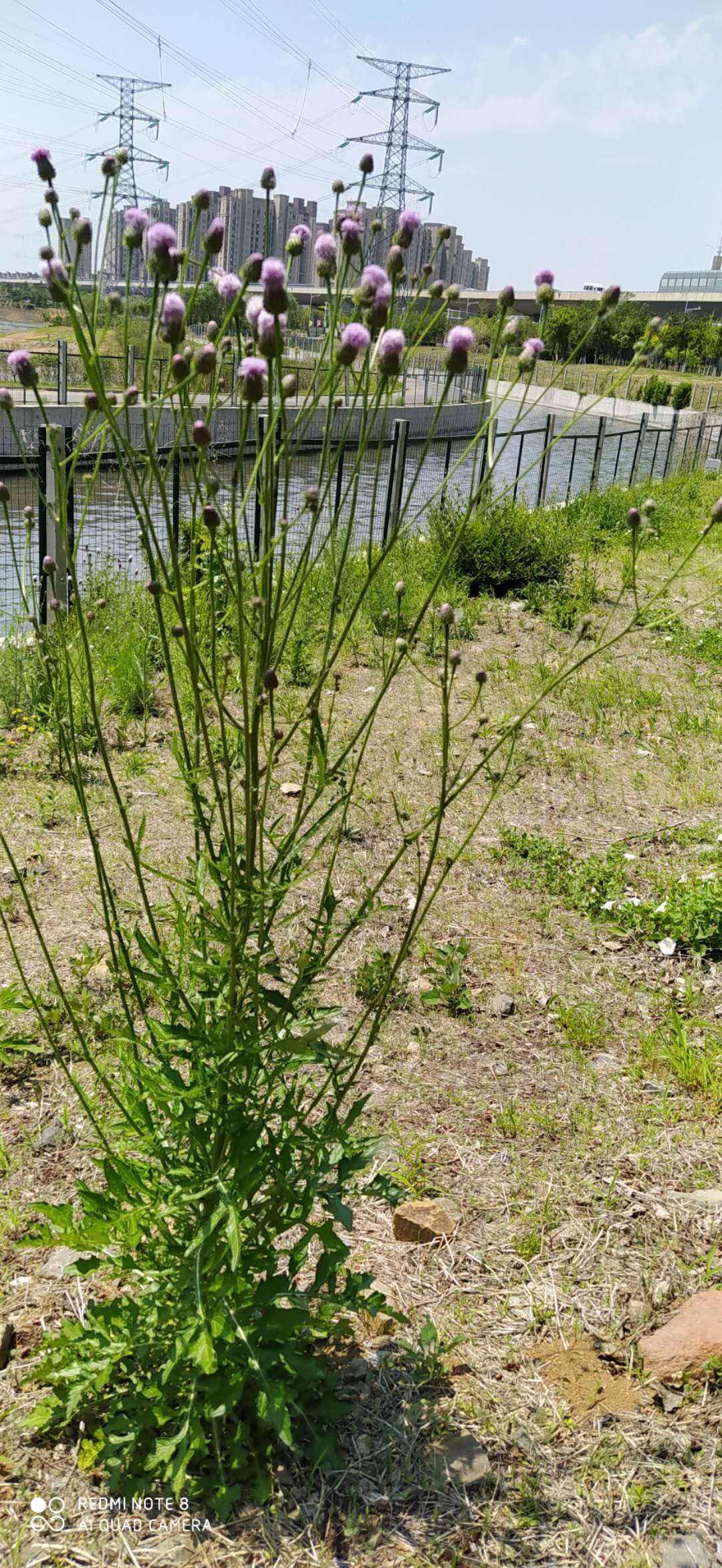 茜草茜草根的功效与作用的功能与主治