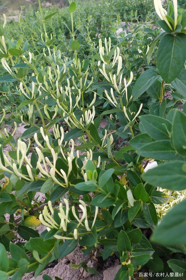 金银花种植技术与栽培管理,金银花种植技术