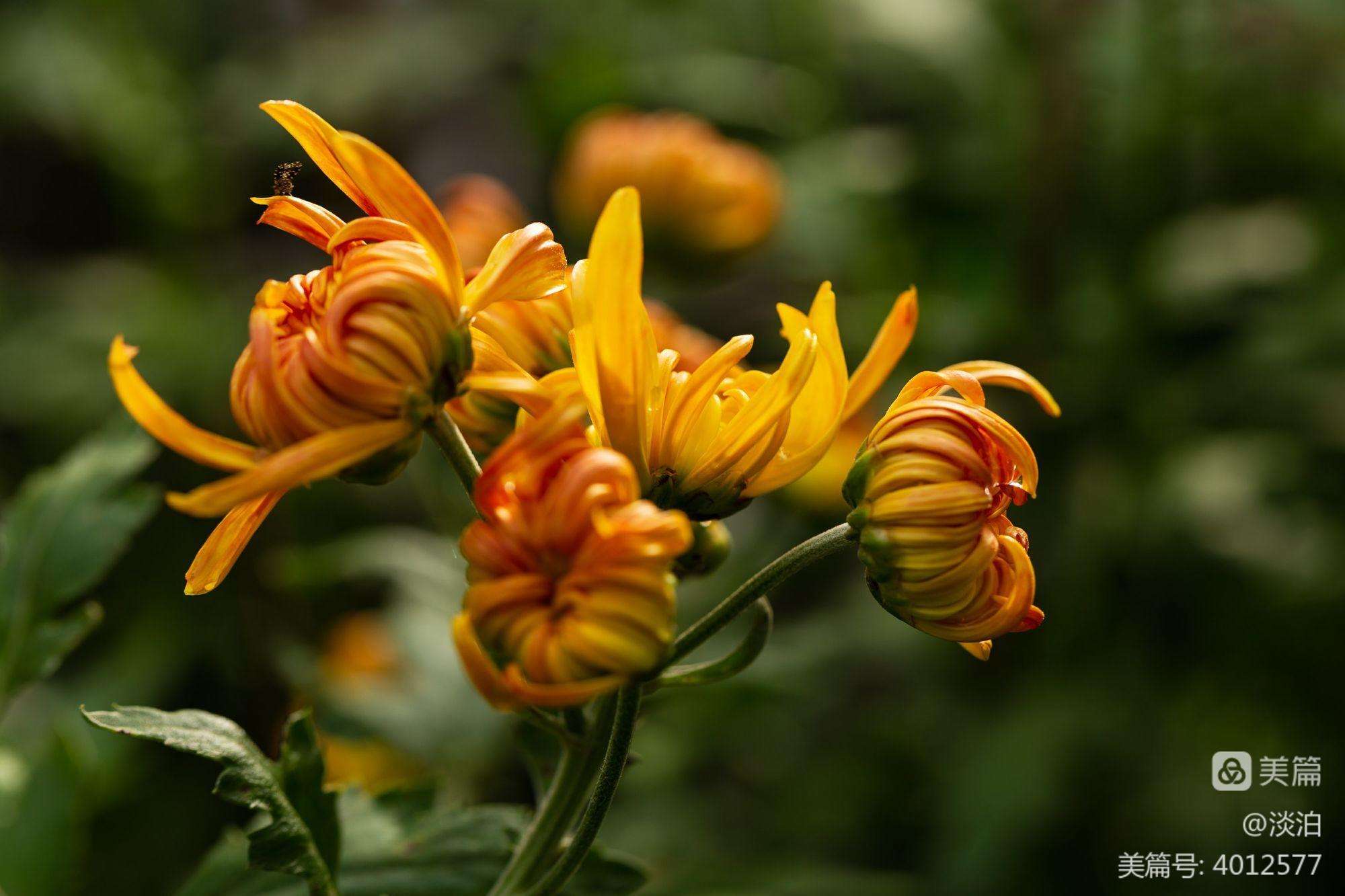 菊花,菊花什么时候开