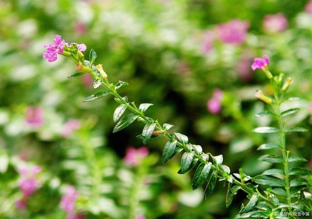 菊花残满天星是谁大叶香菜种子哪里有售