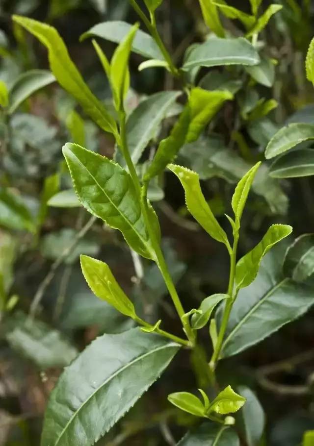 老君眉茶叶简介老君眉茶