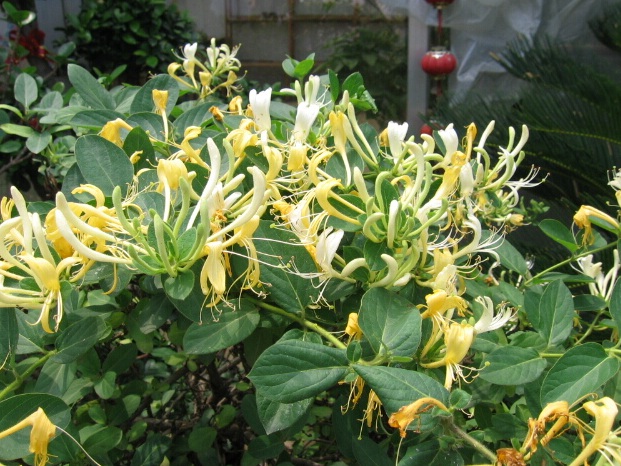 金银花照片真实金银花照片