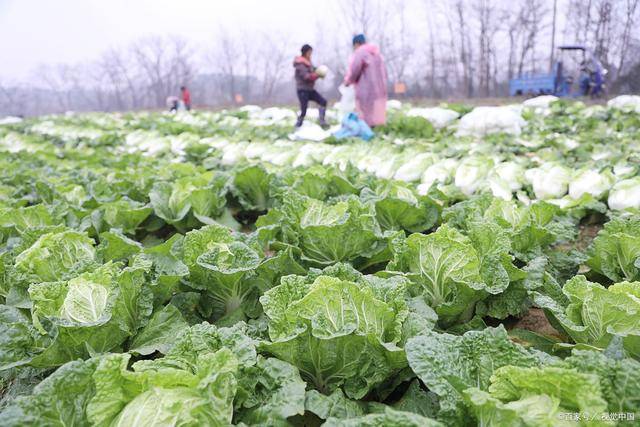 养胃水果第一名熬菜养胃的水果汤食谱大全