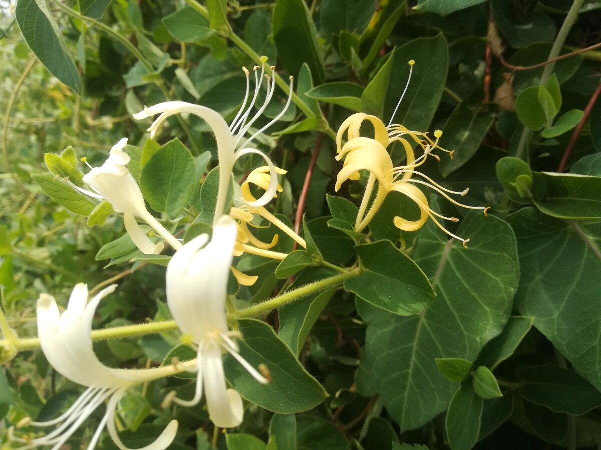 金银花的花朵为什么而变色,金银花的花朵为什么会变色散热