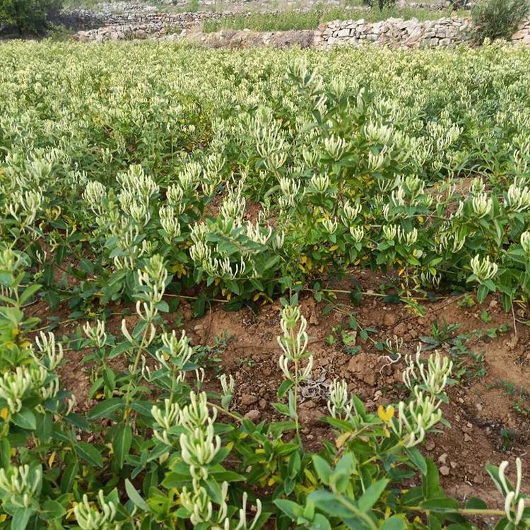 金银花什么时候种植合适,金银花啥时候种植好