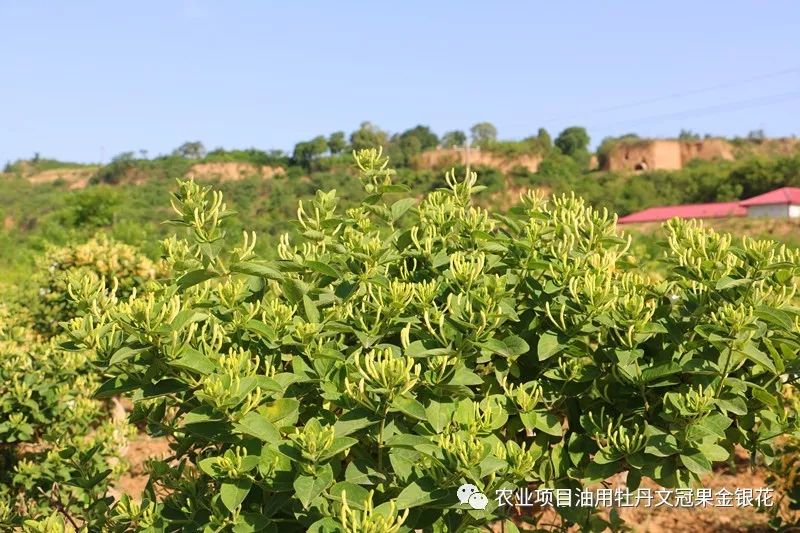 金银花什么时候种植合适,金银花啥时候种植好