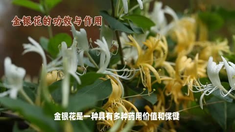 金银花作用与功效及用法金银花作用与功效