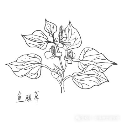 金银花图片大全大图素描,金银花图片简笔画