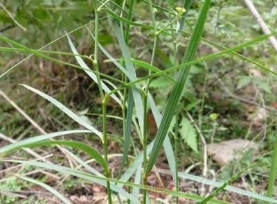 柴作用和功效夏枯草作用和功效