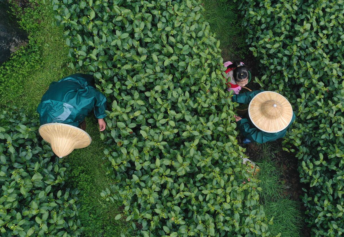 杭州茶杭州茶颜悦色